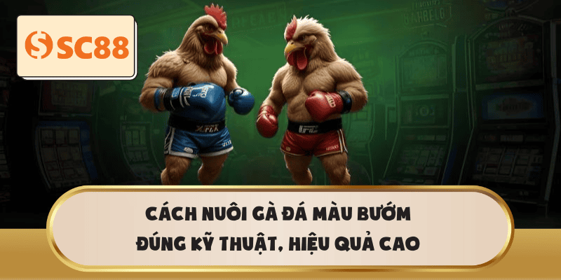 Cách nuôi gà đá màu bướm đúng kỹ thuật, hiệu quả cao