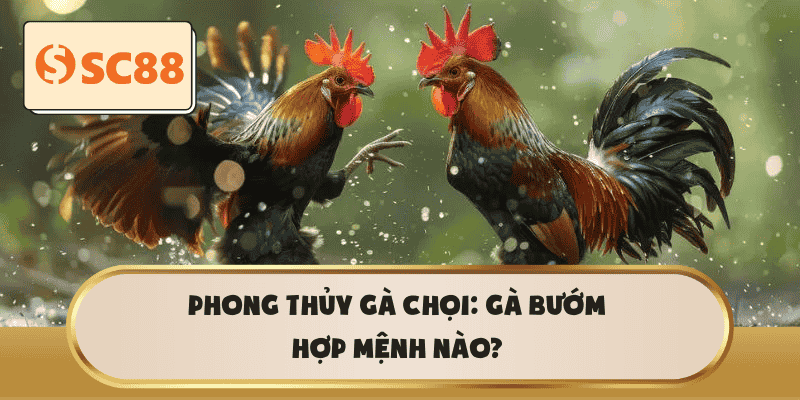Phong thủy gà chọi: Gà bướm hợp mệnh nào?